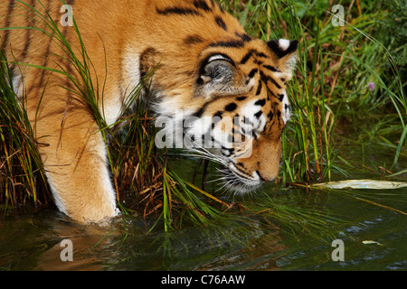 Closeup Portrait eines sibirischen Tigers ins Wasser gehen Stockfoto