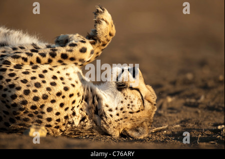 Gepard (Acinonyx Jubatus), Phinda Game Reserve, Südafrika Stockfoto