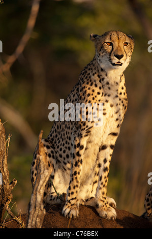 Gepard (Acinonyx Jubatus), Phinda Game Reserve, Südafrika Stockfoto