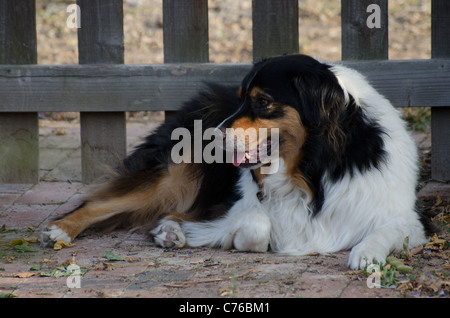 Australischer Schäferhund Daphne, eine schwarze dreifarbigen Ruhe durch ein Gartentor Stockfoto