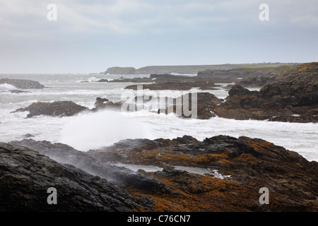 Trearddur Bay, Anglesey, North Wales, UK. Raue See mit Wellen auf den Felsen, während Gale zwingen Winde auf felsigen Westküste. Stockfoto