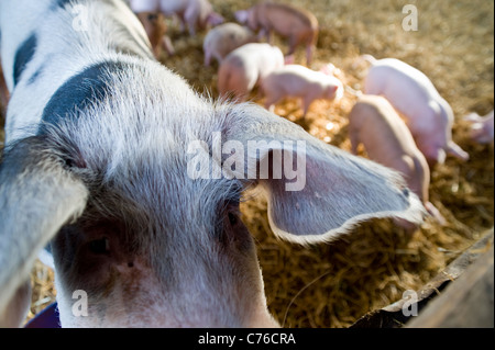 Mama Schwein und Ferkel in einer Scheune auf dem Bauernhof Stockfoto