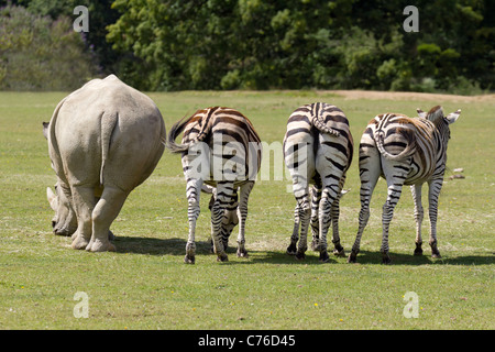 Cotswolds Wildlife Park - vier Penner Stockfoto