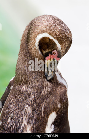 Cotswolds Wildlife Park - juvenile Pinguin putzen 3 Stockfoto