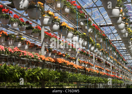 Reihen von Topfblumen hängen von einer kommerziellen Gewächshaus. Stockfoto