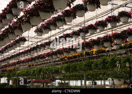 Reihen von Topfblumen hängen von einer kommerziellen Gewächshaus. Stockfoto