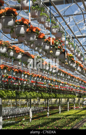 Reihen von Topfblumen hängen von einer kommerziellen Gewächshaus. Stockfoto