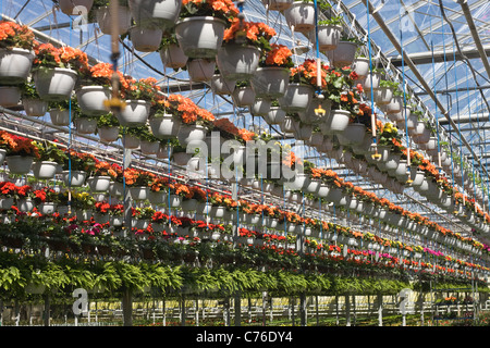 Reihen von Topfblumen hängen von einer kommerziellen Gewächshaus. Stockfoto