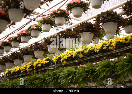 Reihen von Topfblumen hängen von einer kommerziellen Gewächshaus. Stockfoto