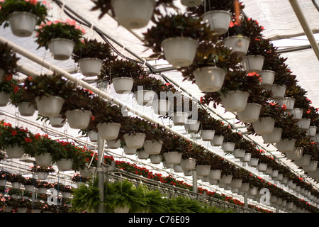 Reihen von Topfblumen hängen von einer kommerziellen Gewächshaus. Stockfoto