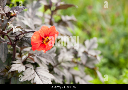 Dahlie 'Bischof von Oxford' in Blüte Stockfoto