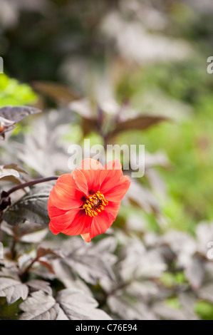 Dahlie 'Bischof von Oxford' in Blüte Stockfoto