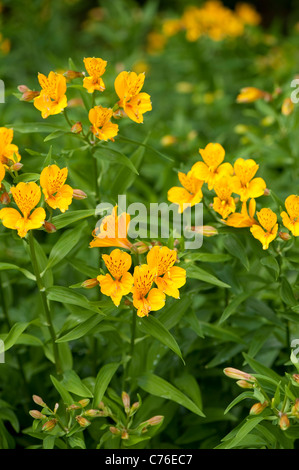 Alstroemeria Aurea, Peruanische Lilie in Blüte Stockfoto