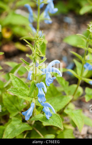 Salvia Patens 'Cambridge Blue', Enzian, Salbei, in Blüte Stockfoto