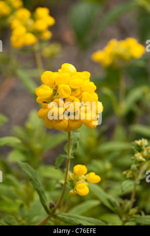 Calceolaria Integrifolia, Slipperwort, in Blüte Stockfoto