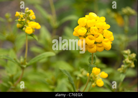 Calceolaria Integrifolia, Slipperwort, in Blüte Stockfoto