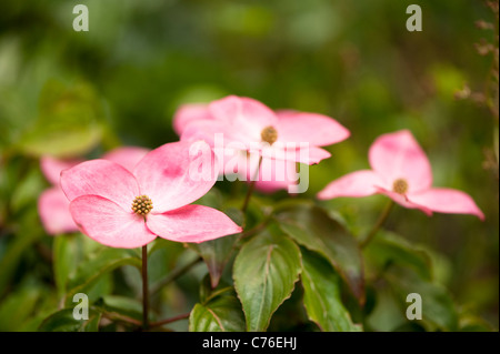 Cornus Kousa var. Chinensis 'Satomi' im Juni Stockfoto