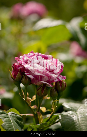 Rosa "Ferdinand Pichard" Bourbon-Rose, in voller Blüte Stockfoto