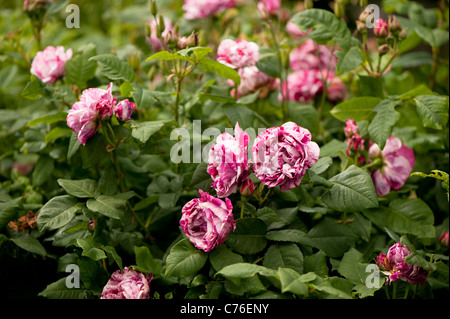 Rosa "Ferdinand Pichard" Bourbon-Rose, in voller Blüte Stockfoto