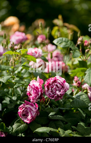 Rosa "Ferdinand Pichard" Bourbon-Rose, in voller Blüte Stockfoto