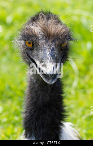 Cotswolds Wildlife Park - junge WWU 2 Stockfoto