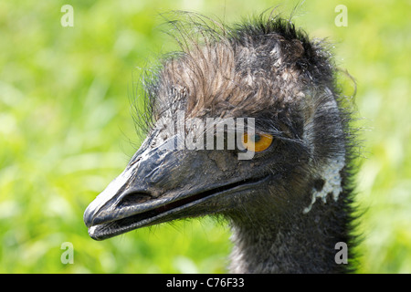 Cotswolds Wildlife Park - junge Emu 3 Stockfoto