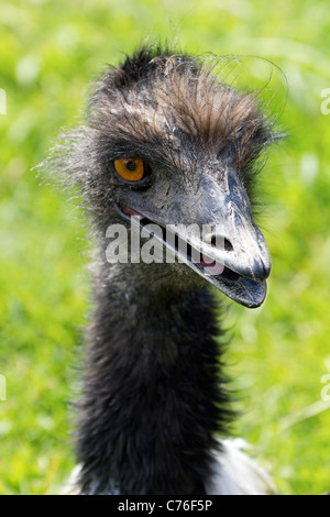 Cotswolds Wildlife Park - junge Emu 4 Stockfoto