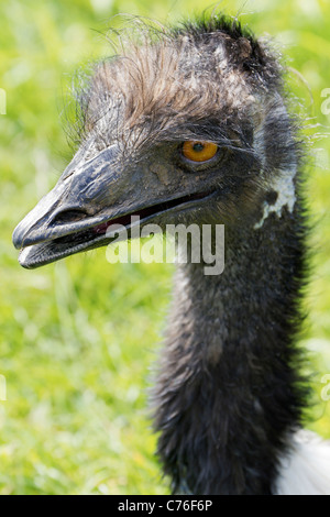 Cotswolds Wildlife Park - junge Emu Stockfoto