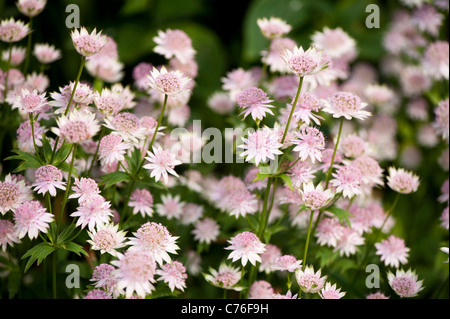 Astrantia major 'Buckland', Meisterwurz, in Blüte Stockfoto