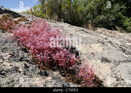 Blaue Fetthenne (Sedum Caeruleum) Klumpen in einem Spalt in einem Granitblock, Korsika, Frankreich, Juni blühen. Stockfoto