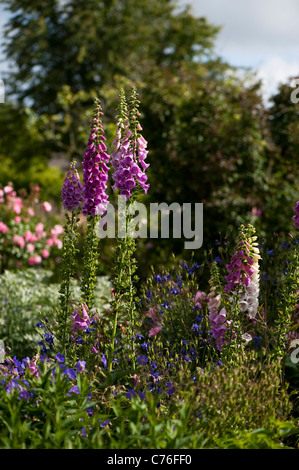 Fingerhut, Digitalis Purpurea, in The Cottage-Garten im Juni, RHS Rosemoor, Devon, England, Vereinigtes Königreich Stockfoto