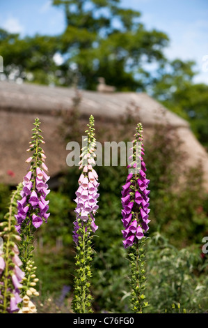 Fingerhut, Digitalis Purpurea, in The Cottage-Garten im Juni, RHS Rosemoor, Devon, England, Vereinigtes Königreich Stockfoto