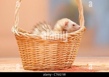 Frettchen in Korb / (Mustela Putorius Forma Domestica) Stockfoto