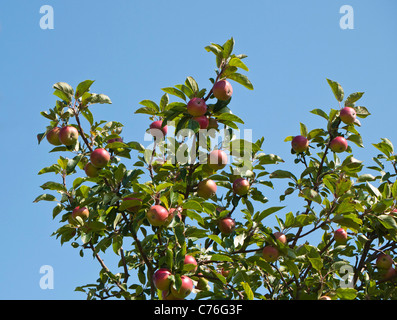 Apple Tree mit reife Äpfel und Blätter gegen den blauen Himmel, Dorset, England, UK. Stockfoto
