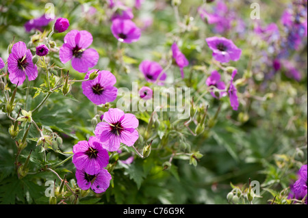 Geranium Psilostemon, armenischer Storchschnabel in Blüte Stockfoto