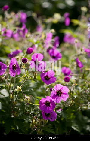 Geranium Psilostemon, armenischer Storchschnabel in Blüte Stockfoto