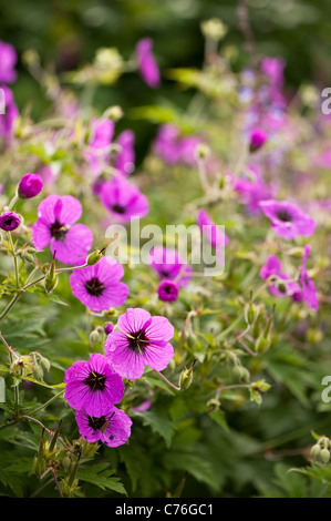 Geranium Psilostemon, armenischer Storchschnabel in Blüte Stockfoto