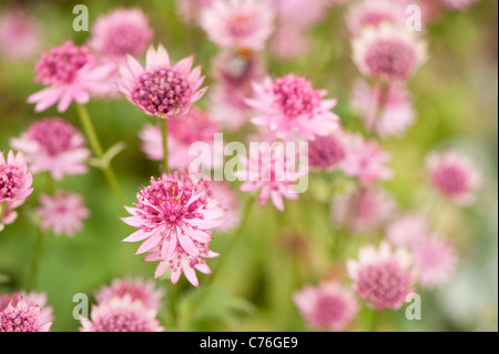 Astrantia major 'Roma' Sterndolde in Blume mit Biene Stockfoto