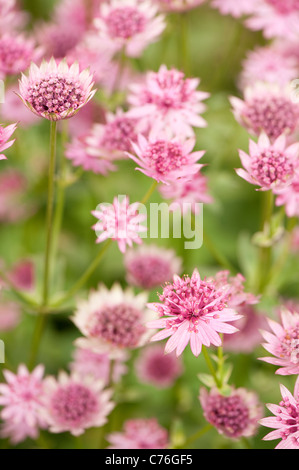 Astrantia major 'Roma' Sterndolde, Blüte Stockfoto