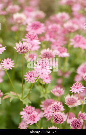 Astrantia major 'Roma' Sterndolde, Blüte Stockfoto