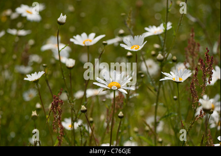 Oxeye Gänseblümchen, Leucanthemum Vulgare, in Blüte Stockfoto