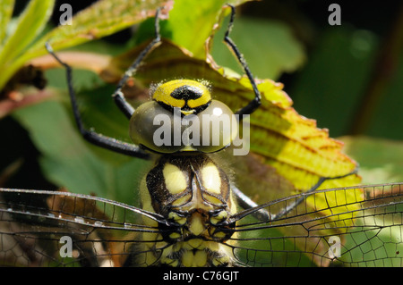 Südlichen Hawker Libelle (Aeshna Cyanea) männlich, Nahaufnahme von Kopf und Thorax. Wiltshire, UK, Juni. Stockfoto