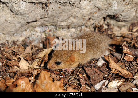 Hazel Dormouse oder Haselmaus (Muscardinus Avellanarius), Juvenile Stockfoto