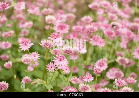 Astrantia major 'Roma' Sterndolde, Blüte Stockfoto