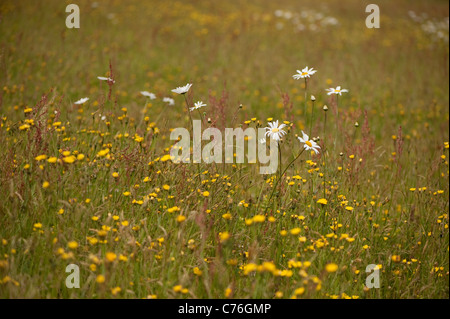 Oxeye Gänseblümchen, Leucanthemum Vulgare, in eine Wildblumenwiese im RHS Rosemoor, Devon, England Stockfoto