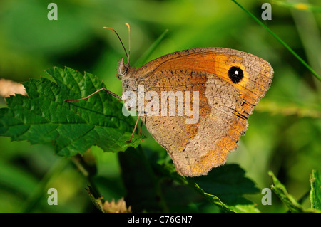 Wiese Braun (Maniola Jurtina) Stockfoto