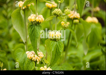 Phlomis Russeliana in Blüte Stockfoto