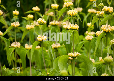 Phlomis Russeliana in Blüte Stockfoto