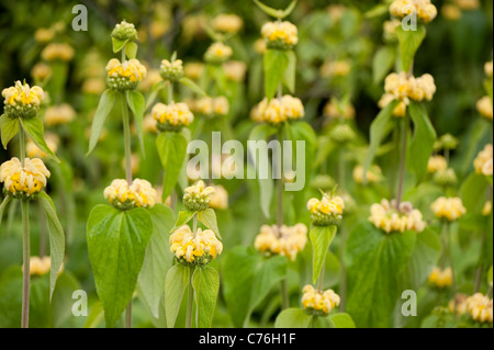 Phlomis Russeliana in Blüte Stockfoto