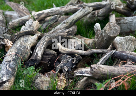 Nahaufnahme von Protokollen Stockfoto